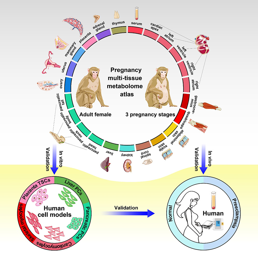 A multi-tissue metabolome atlas of primate pregnancy. /Cell