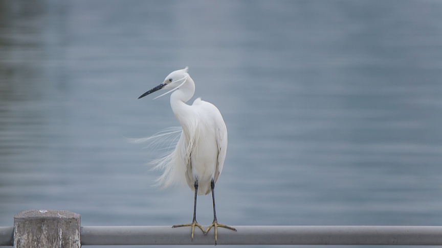 An egret rests beside Yundang Lake in Xiamen, southeast China's Fujian Province. /VCG