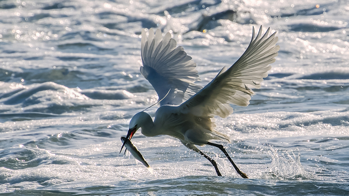 Exploring Yundang Lake, origin of Xiamen's drive to restore local ecology