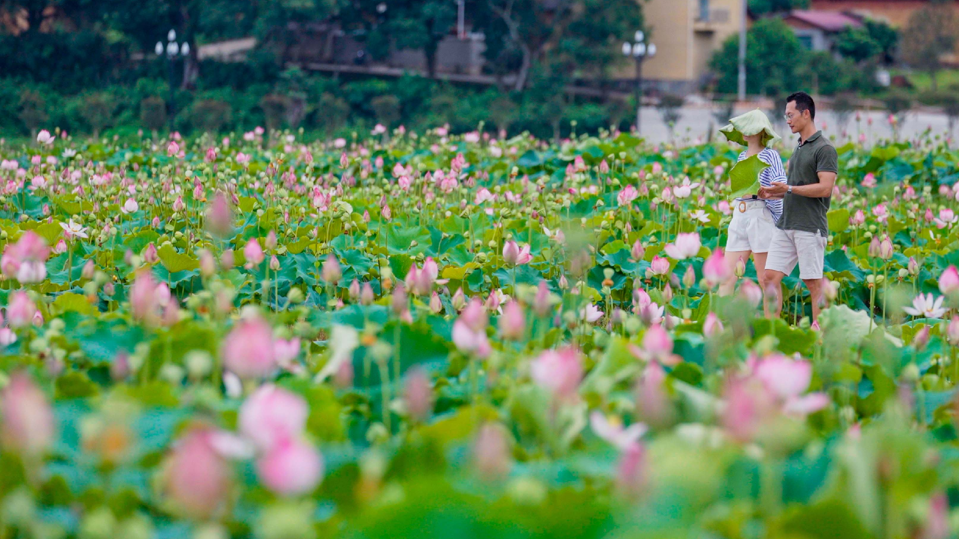 Lotus seed harvest in Wufu Ancient Town, Fujian