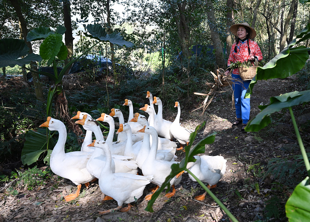 A farmer drives geese in the woods in Ningde, southeast China's Fujian Province, February 21, 2023. /CFP
