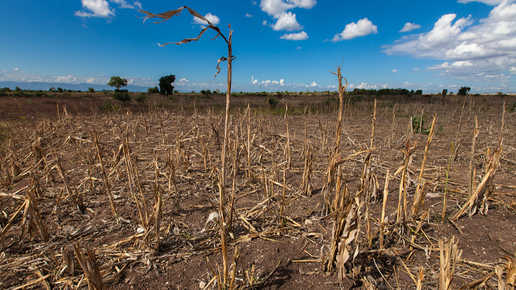 The current El Niño-driven drought that mainly affected the highlands of Ethiopia is worsened by poor harvest and production loss due to below-average summer rains from June to August 2023, said the UNOCHA. /CFP