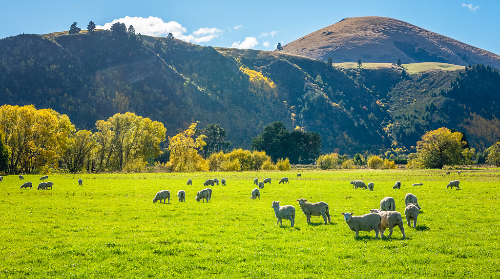 Scenery of animals grazing in New Zealand. /CFP
