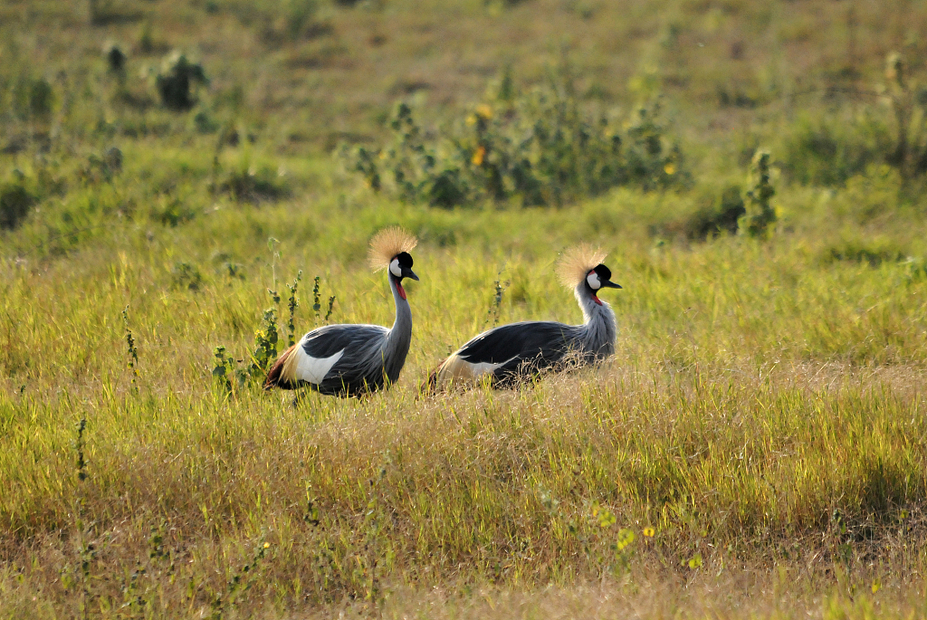 Grey-crowned crane is considered as endangered. /CFP