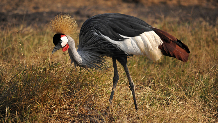 Tanzania's NGO calls for efforts to save endangered cranes