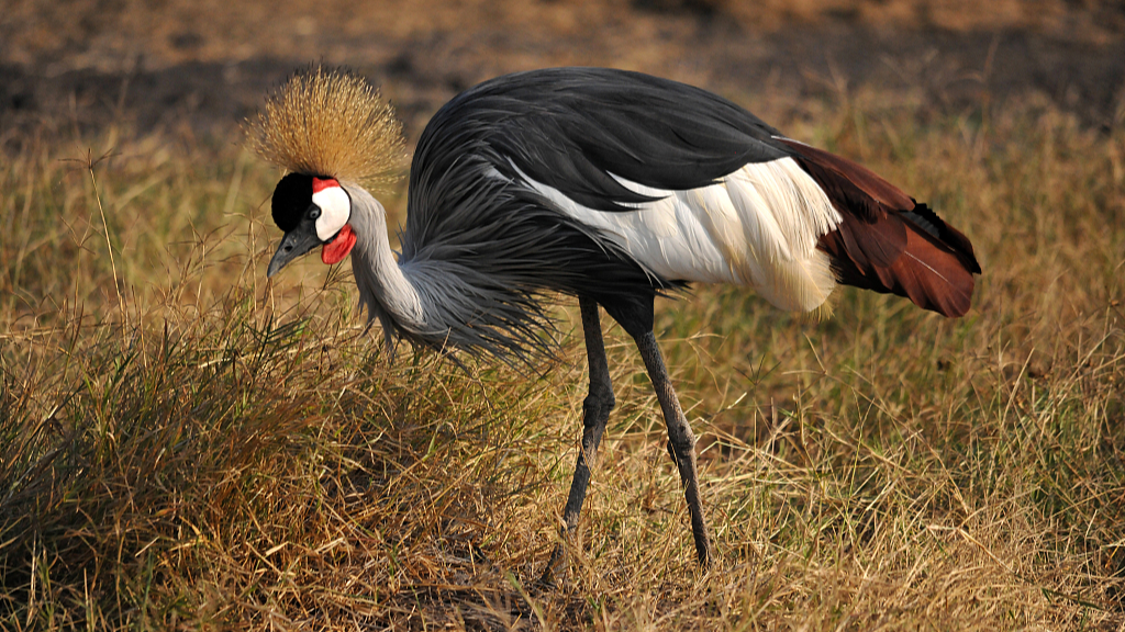 A grey-crowned crane. /CFP