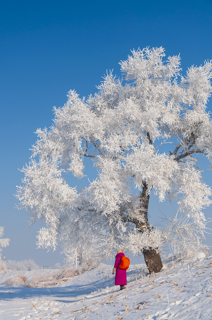 A photo taken on February 3, 2024 shows the enchanting phenomenon of rime along the banks of the Songhua River in Jilin City, China. /CFP