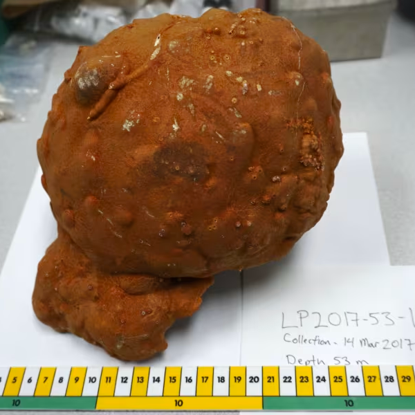 Can sponges tell whether the has warmed more than we thought? CGTN