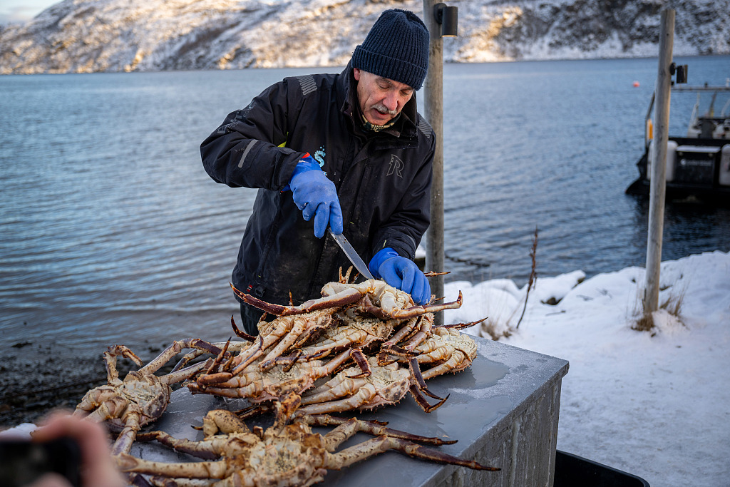 A fisherman cuts up a king crab near a pier in the bay of Jentoftbukta in Kirkenes, Norway, January 13, 2024. /CFP