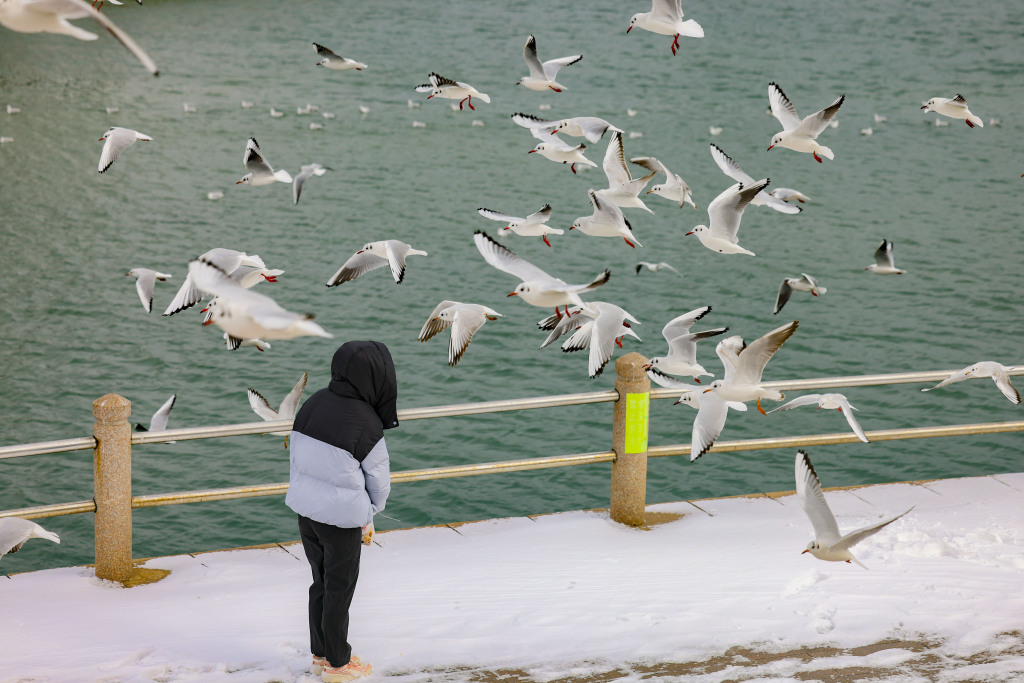 A photo shows a person watching seagulls at Tangdao Bay in Qingdao, Shandong Province, February 5, 2024. /CFP
