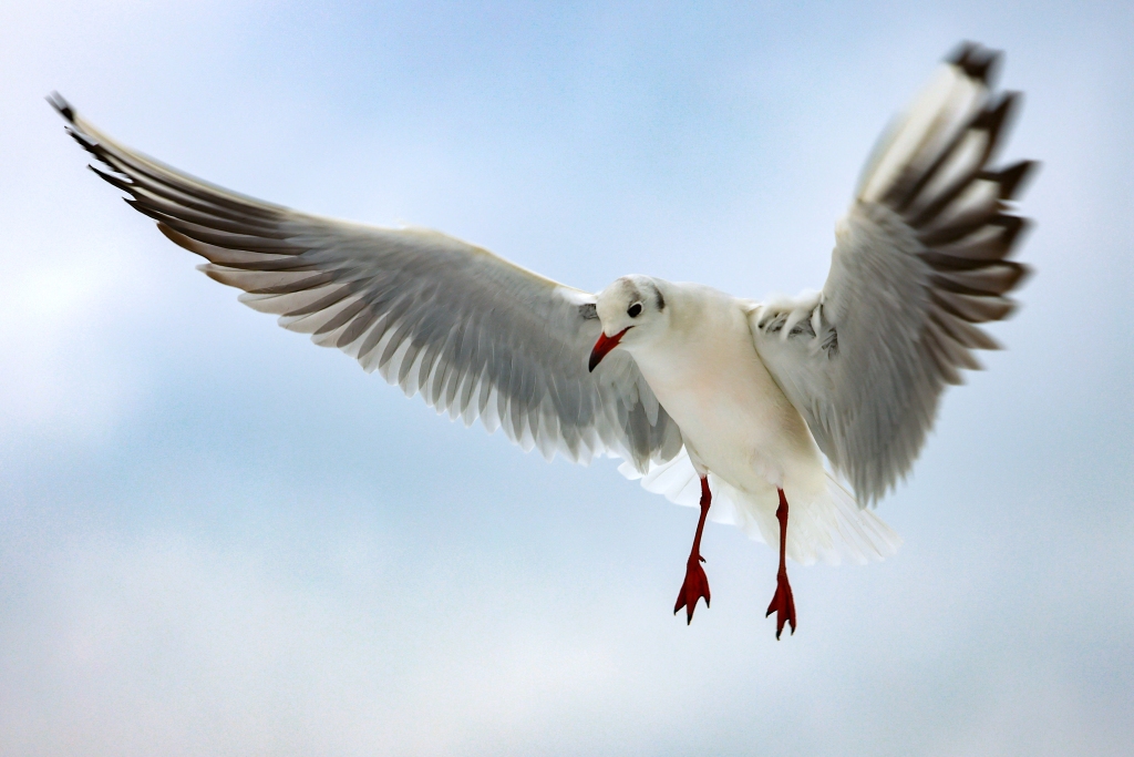 A photo shows a seagull in flight at Tangdao Bay in Qingdao, Shandong Province, February 5, 2024. /CFP