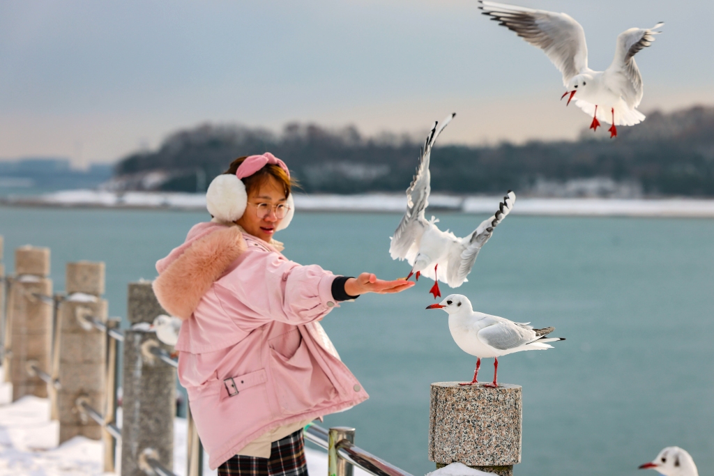 A photo shows a person feeding a seagull at Tangdao Bay in Qingdao, Shandong Province, February 5, 2024. /CFP
