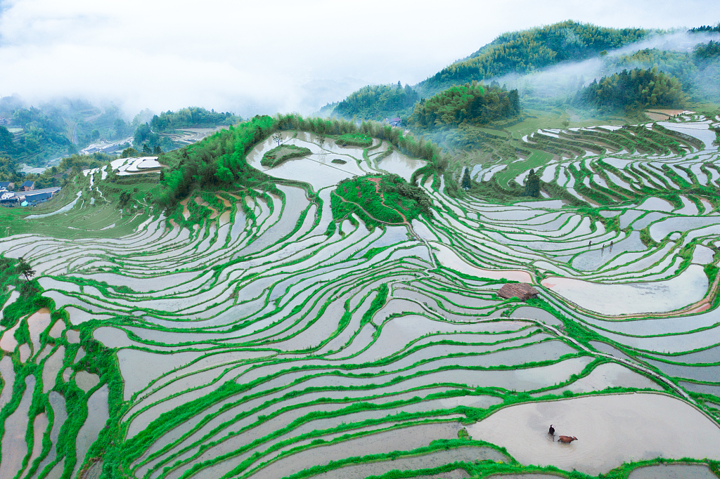 Aerial view of Yunhe Rice Terraces Scenic Area in Lishui City, east China's Zhejiang Province. /CFP