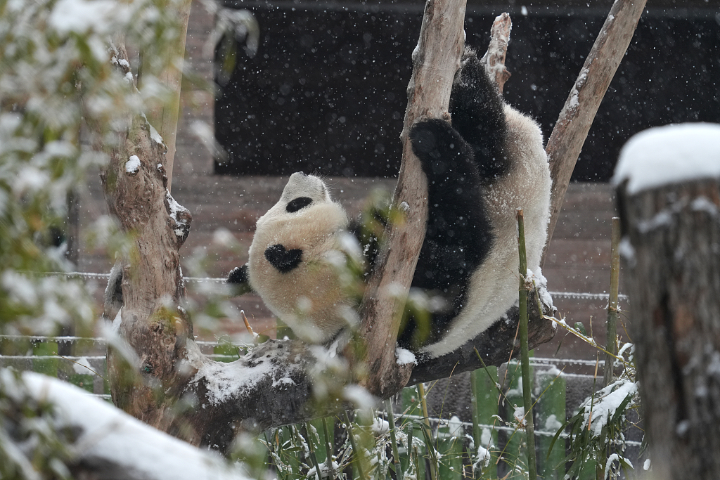 Giant panda Meng Meng climbs a tree in the snow on February 6, 2024, in Wuhan Zoo. /CFP