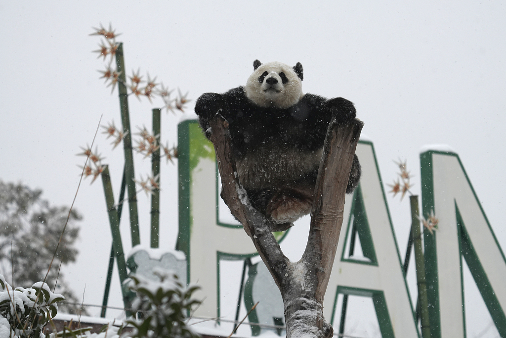 Giant panda Meng Meng sits on top of a tree, gazing across the snow on February 6, 2024, in Wuhan Zoo. /CFP