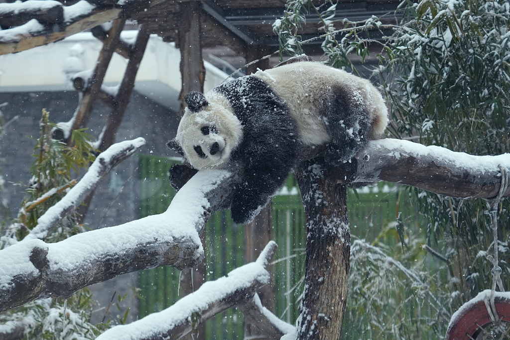 Giant panda Meng Meng sprawls across a tree trunk in the snow on February 6, 2024, in Wuhan Zoo. /CFP
