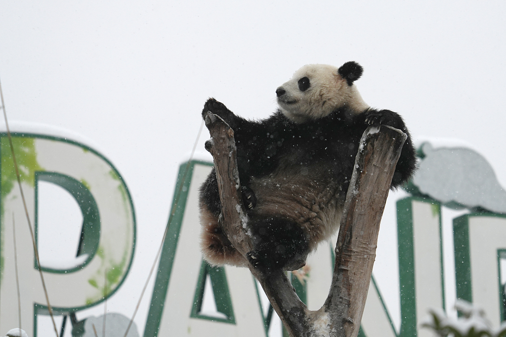 Giant panda Meng Meng sits on top of a tree, gazing across the snow on February 6, 2024, in Wuhan Zoo. /CFP