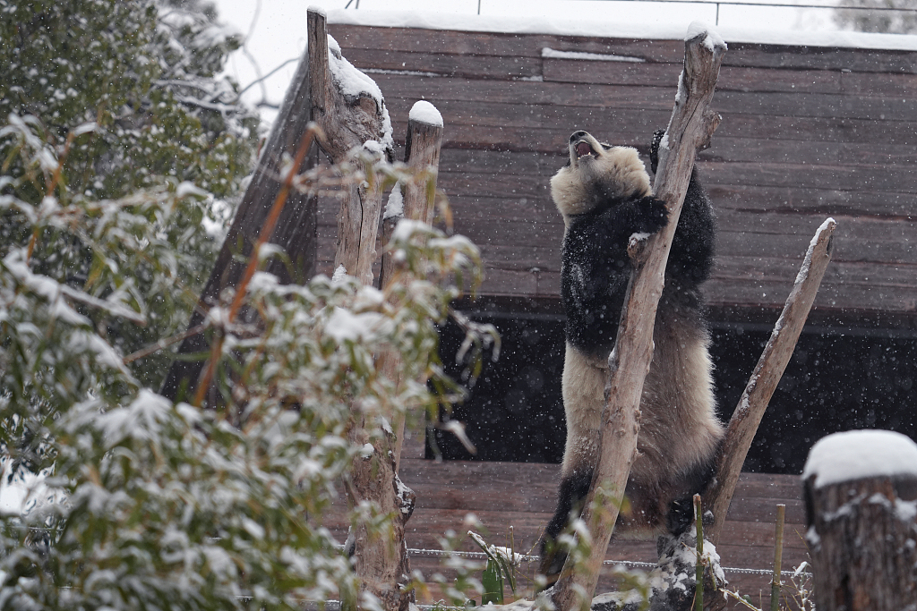 Giant panda Meng Meng climbs up a tree in the snow on February 6, 2024, in Wuhan Zoo. /CFP