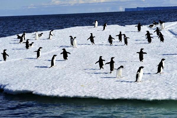 Adélie penguins are seen near the Ross Sea. /Xinhua