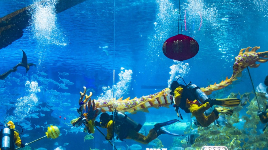 A photo shows divers performing a dragon dance at an aquarium in Shapingba District, Chongqing on February 7, 2024. /IC