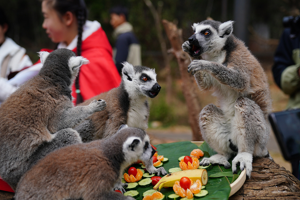 A photo taken on February 7, 2024 shows ring-tailed lemurs enjoying a special 