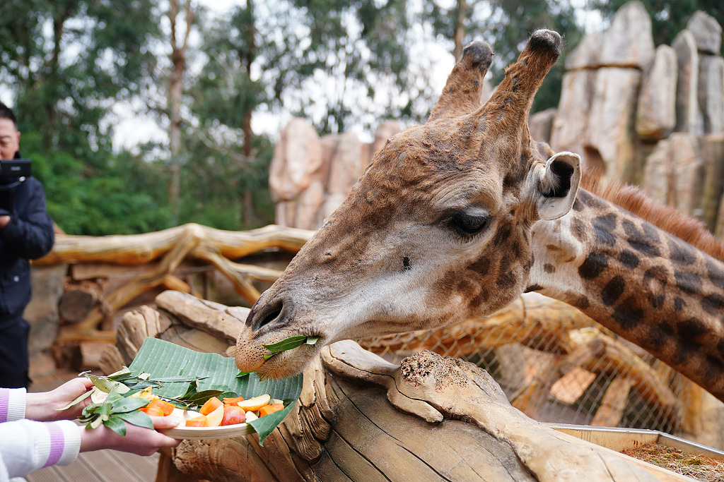 A photo taken on February 7, 2024 shows a giraffe enjoying a special 