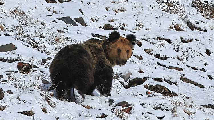 Bears are encroaching on herders' houses in NW China, but solutions remain elusive