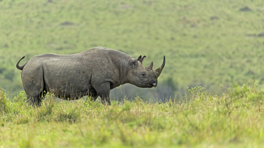 Kenya begins relocating black rhinos to safer, less populated habitats