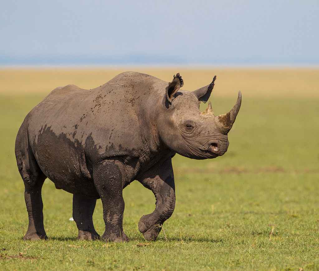 Black rhinoceros. /CFP