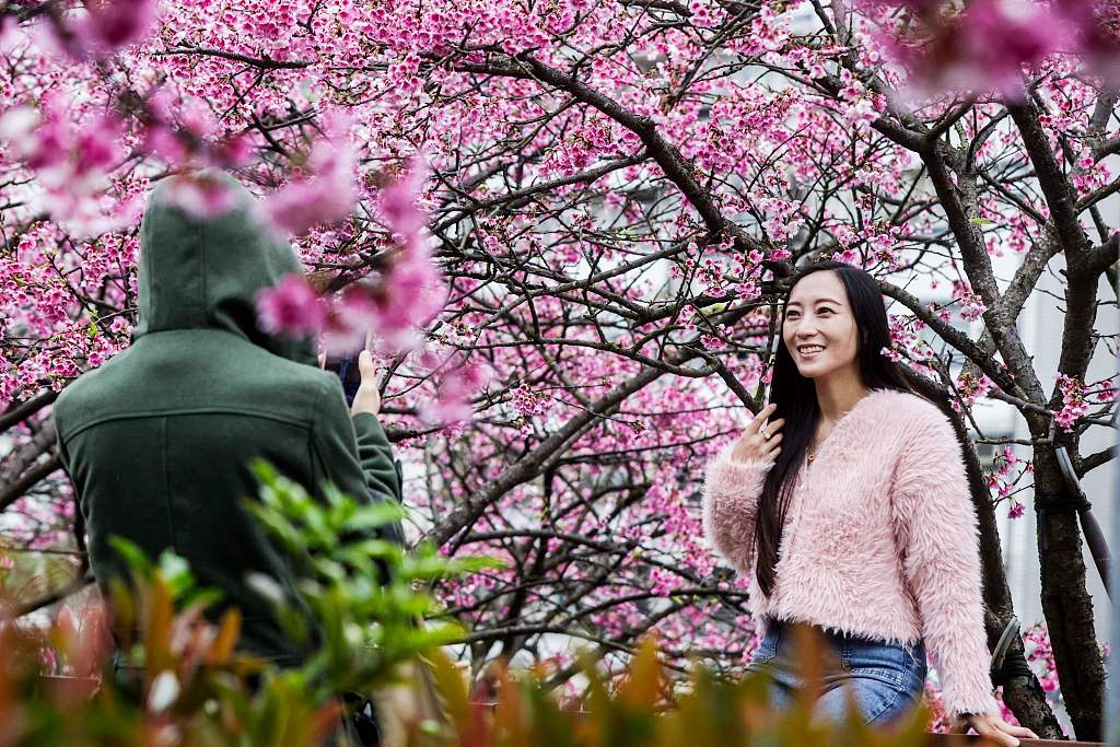 A woman poses for pictures under cherry blossoms at the Lohas Cherry Blossom Festival at Lohas Park in Taipei, Taiwan, on February 8, 2024. /CFP