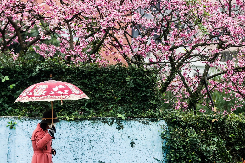 A visitor holds an umbrella under cherry blossoms at the Lohas Cherry Blossom Festival at Lohas Park in Taipei, Taiwan, on February 8, 2024. /CFP