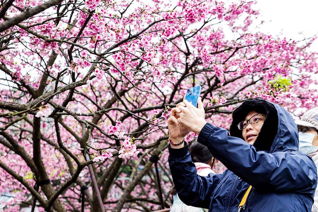 A visitor takes pictures of cherry blossoms at the Lohas Cherry Blossom Festival at Lohas Park in Taipei, Taiwan, on February 8, 2024. /CFP