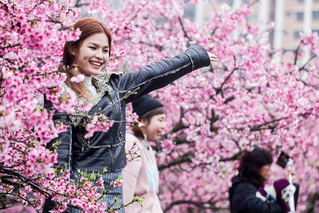 People pose for pictures under cherry blossoms at the Lohas Cherry Blossom Festival at Lohas Park in Taipei, Taiwan, on February 8, 2024. /CFP