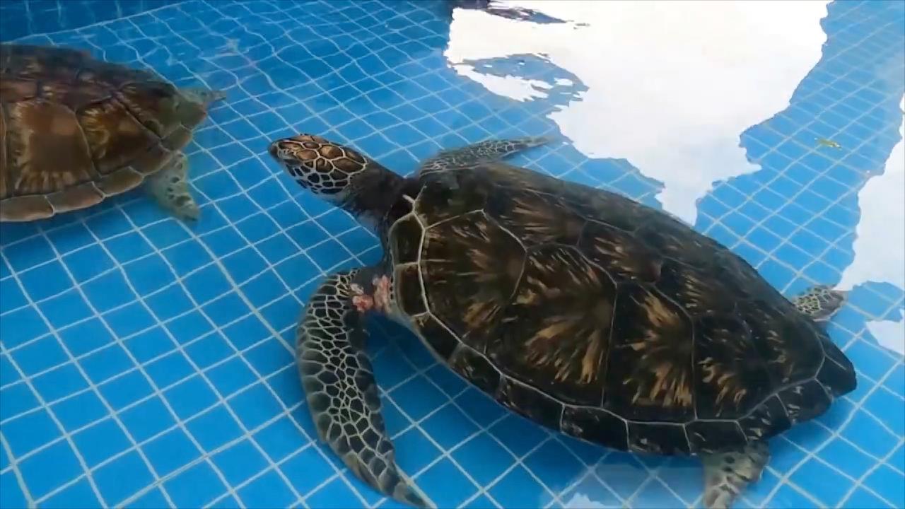 Chinese Conservationist Spends Spring Festival Caring for Endangered Turtles
