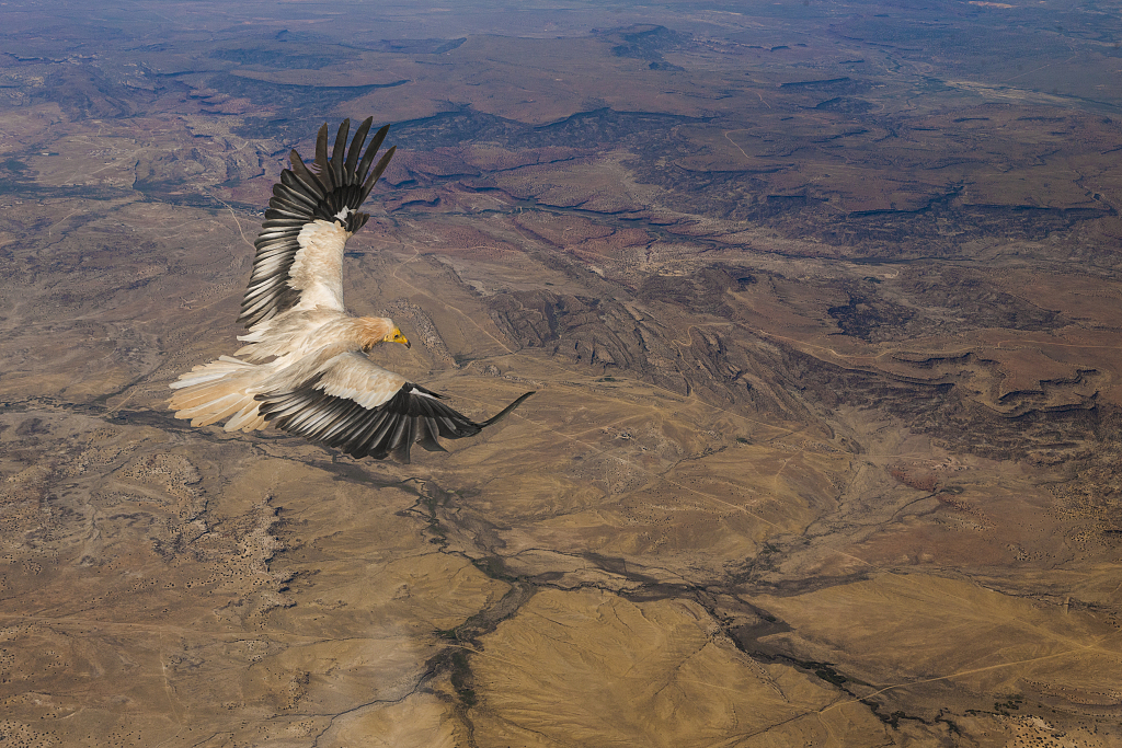 A flying Egyptian vulture. /CFP