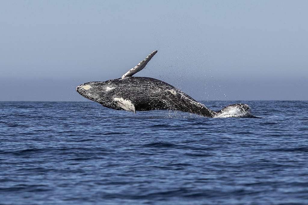 A humpback whale (Megaptera novaeangliae) jumps out of the Pacific Ocean's waters in Los Cabos, Baja California Sur, Mexico, March 15, 2018. /CFP