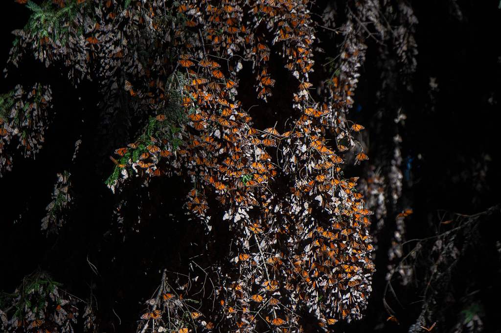 Monarch butterflies are seen at the Rosario Sanctuary, the winter home of Monarch butterflies (Danaus plexippus), in the Ocampo municipality, Michoacan state, Mexico, February 11, 2022. /CFP
