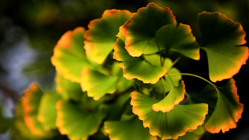 Ginko leaves in Huai'an City, Jiangsu Province, China, October 8, 2022. /CFP