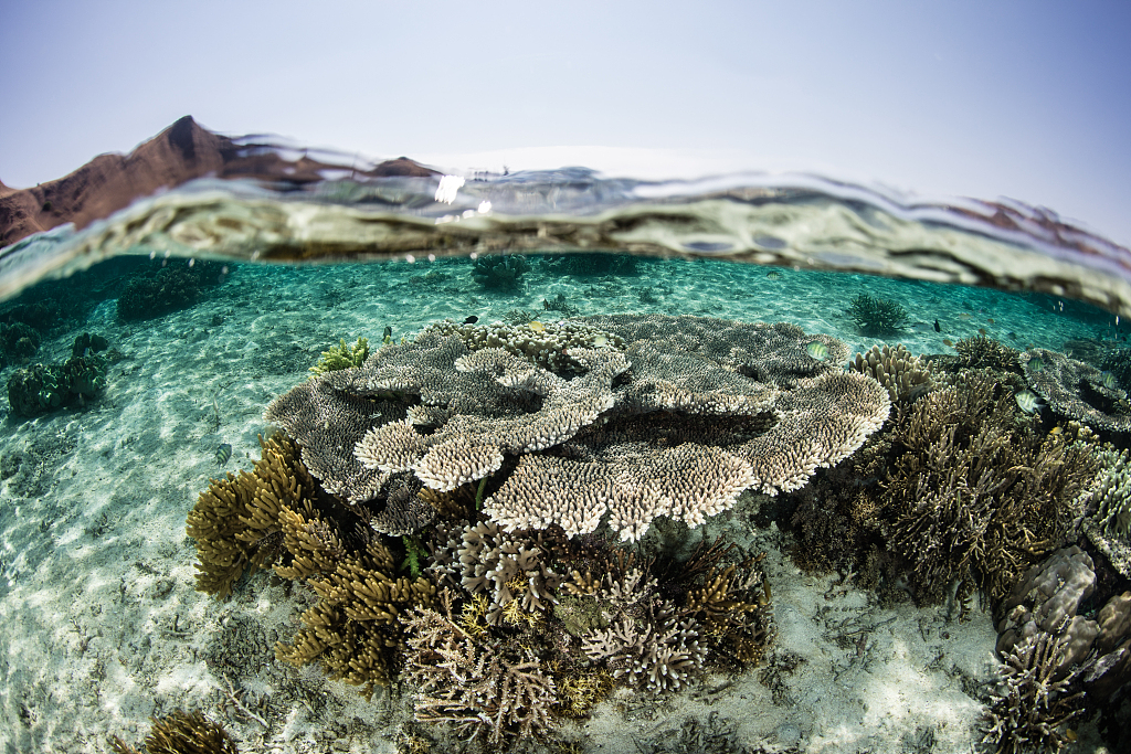 A beautiful coral reef in Indonesia. /CFP