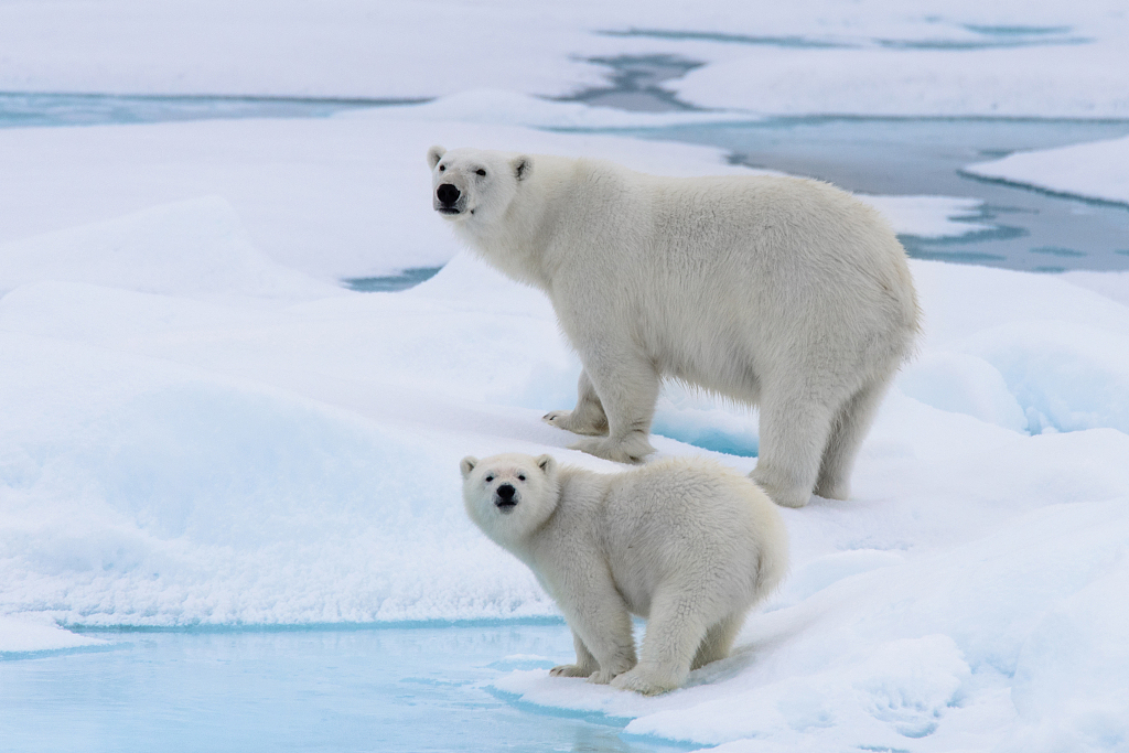 Polar bears. /CFP