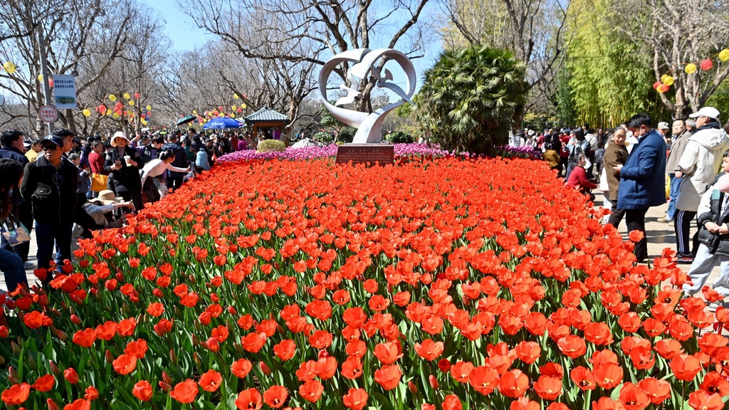 Tulips add a splash of red to Kunming park scenery