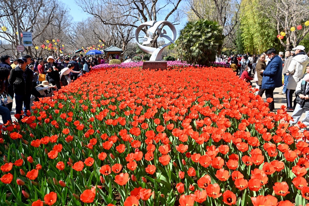 A photo shows tulips in full bloom at Cuihu Park in Kunming, Yunnan, February 13, 2024. /IC