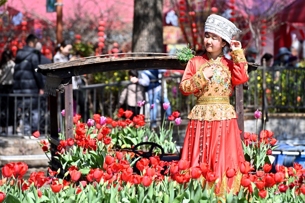 A photo shows a woman in traditional clothing posing for a picture with tulips at Cuihu Park in Kunming, Yunnan, February 13, 2024. /IC