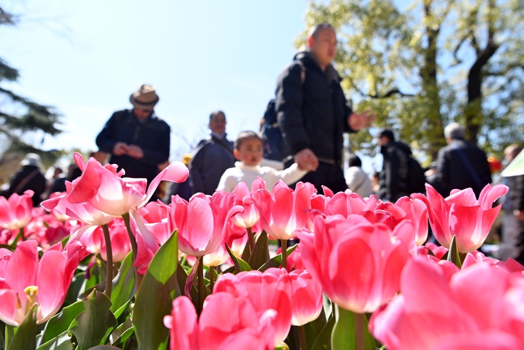 A photo shows visitors strolling near a bed of tulips at Cuihu Park in Kunming, Yunnan, February 13, 2024. /IC