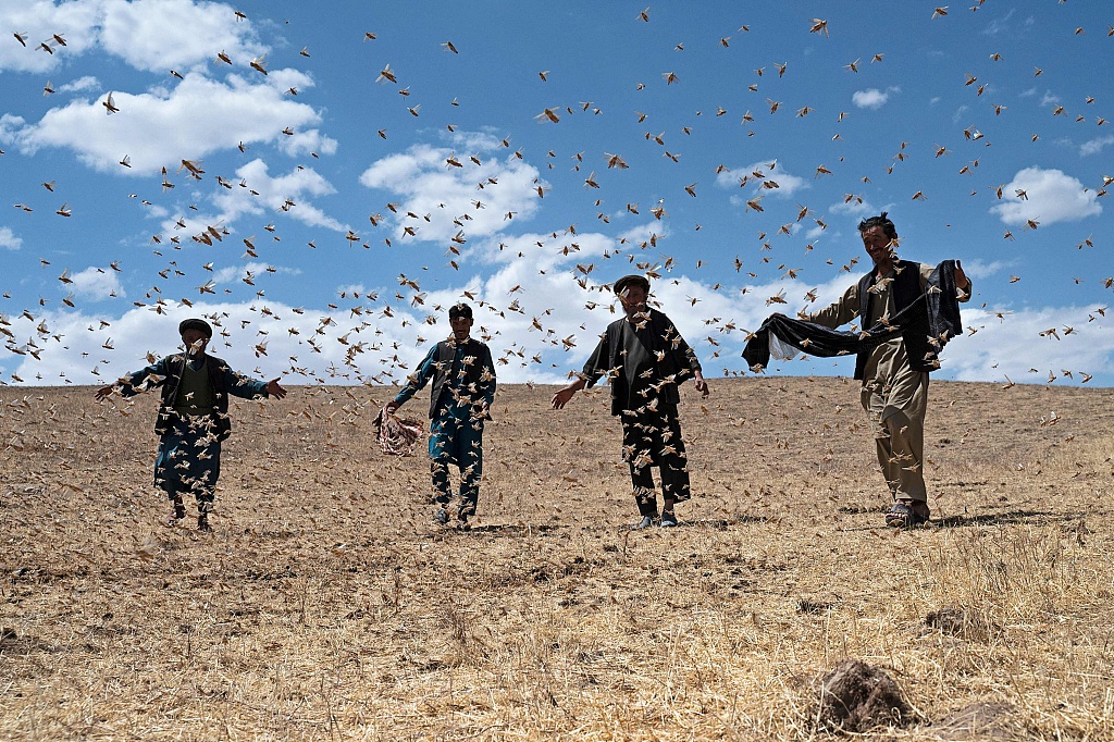 Farmers walk amidst a locusts swarm near a wheat field at Kandali area in Sholgara district, Balkh province, Afghanistan, June 4, 2023. /CFP