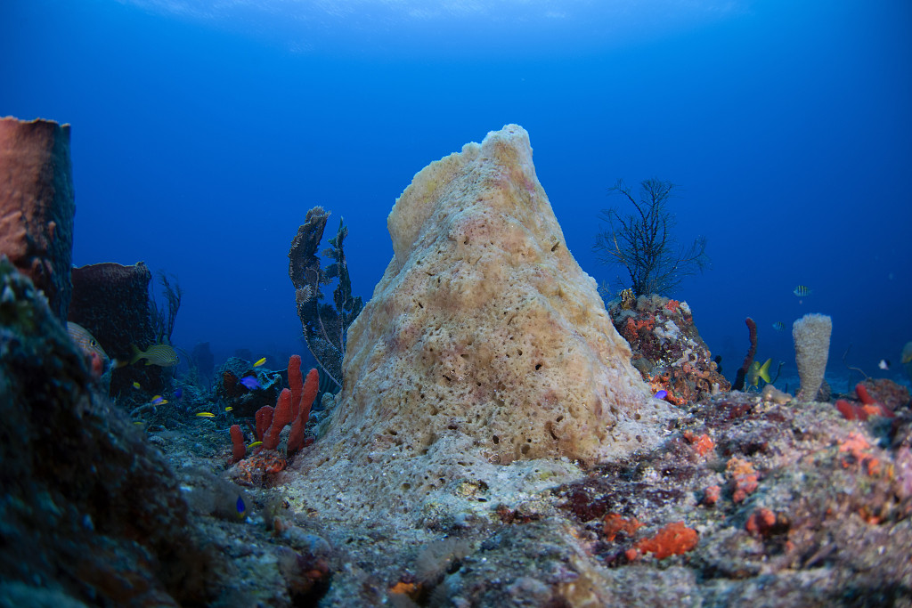 A bleaching sponge coral is observed as warmer than normal sea temperatures are affecting the overall health of the reef system offshore from Boynton Beach, Florida, the U.S., August 5, 2023. /CFP