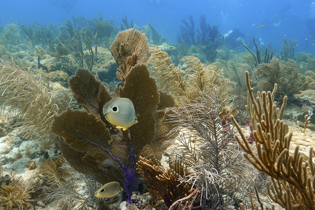 A pair of Foureye butterflyfish swim among corals, sea fans and sponges on Paradise Reef near Key Biscayne, Florida, the U.S., August 4, 2023. /CFP