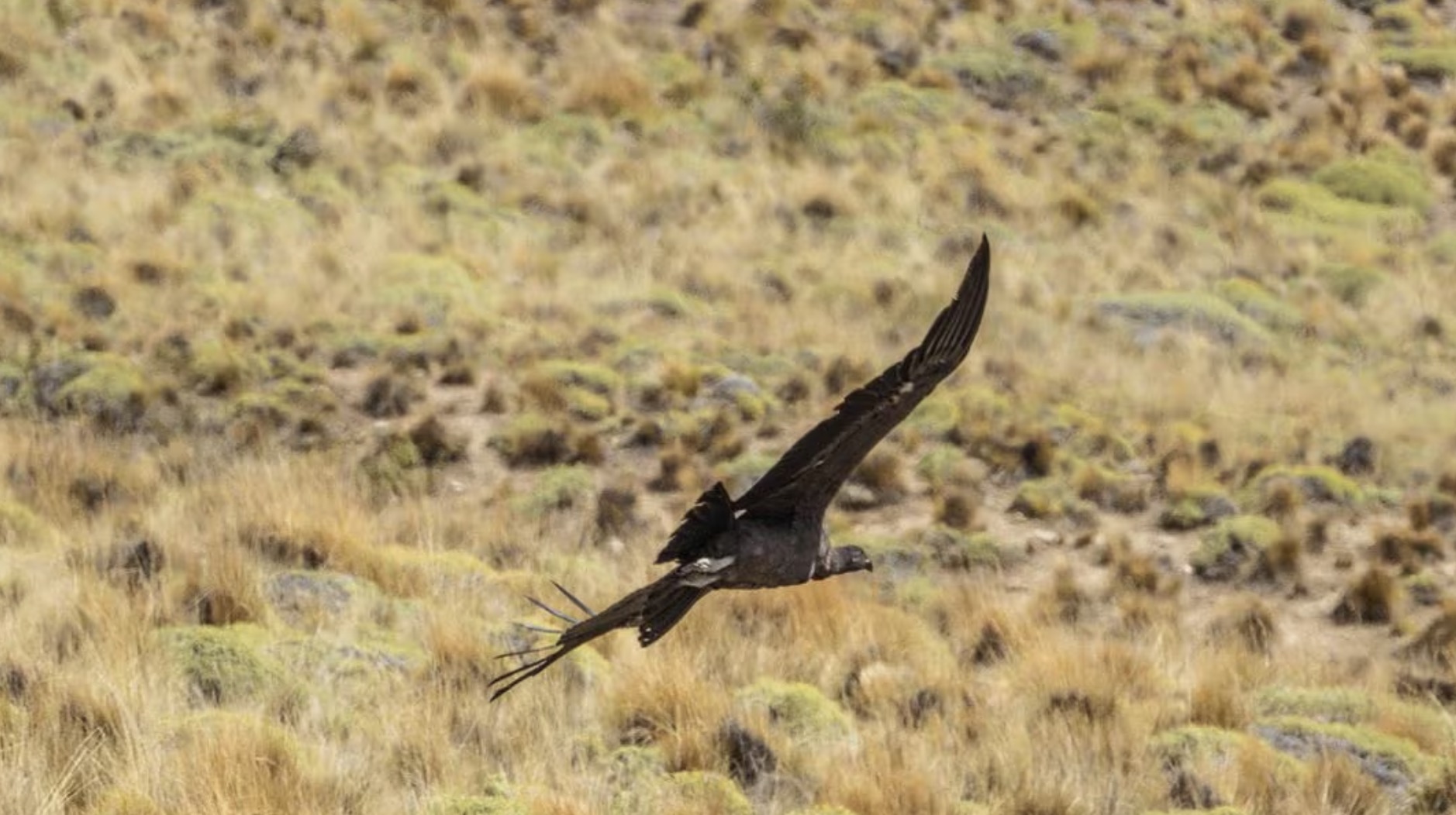An Andean condor is released in Patagonia National Park, near Cochrane, Chile, February 13, 2024. /CFP