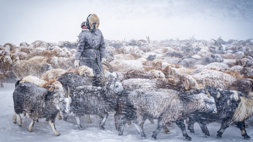 A family on their migration got covered in snow as they made their way through a blizzard with their herd of goats in February, 2024. /CFP