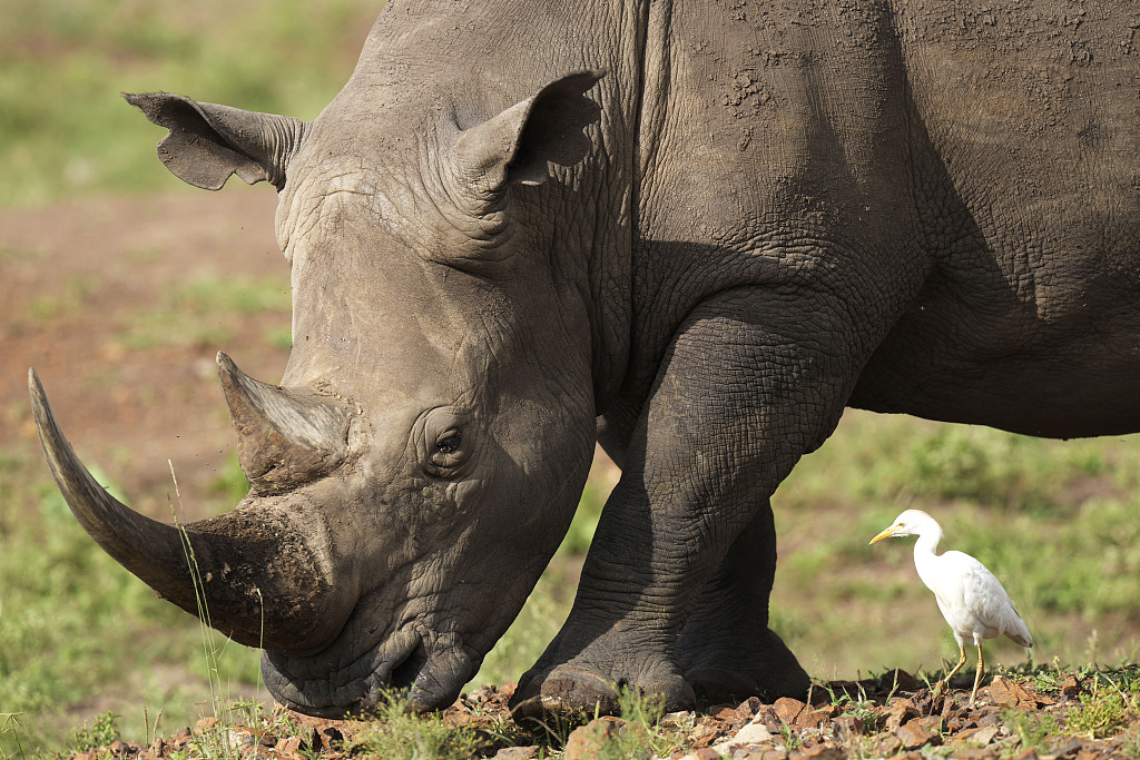 A black rhino eats grass at Nairobi National Park, on the outskirts of Nairobi, Kenya, January 31, 2024. /CFP